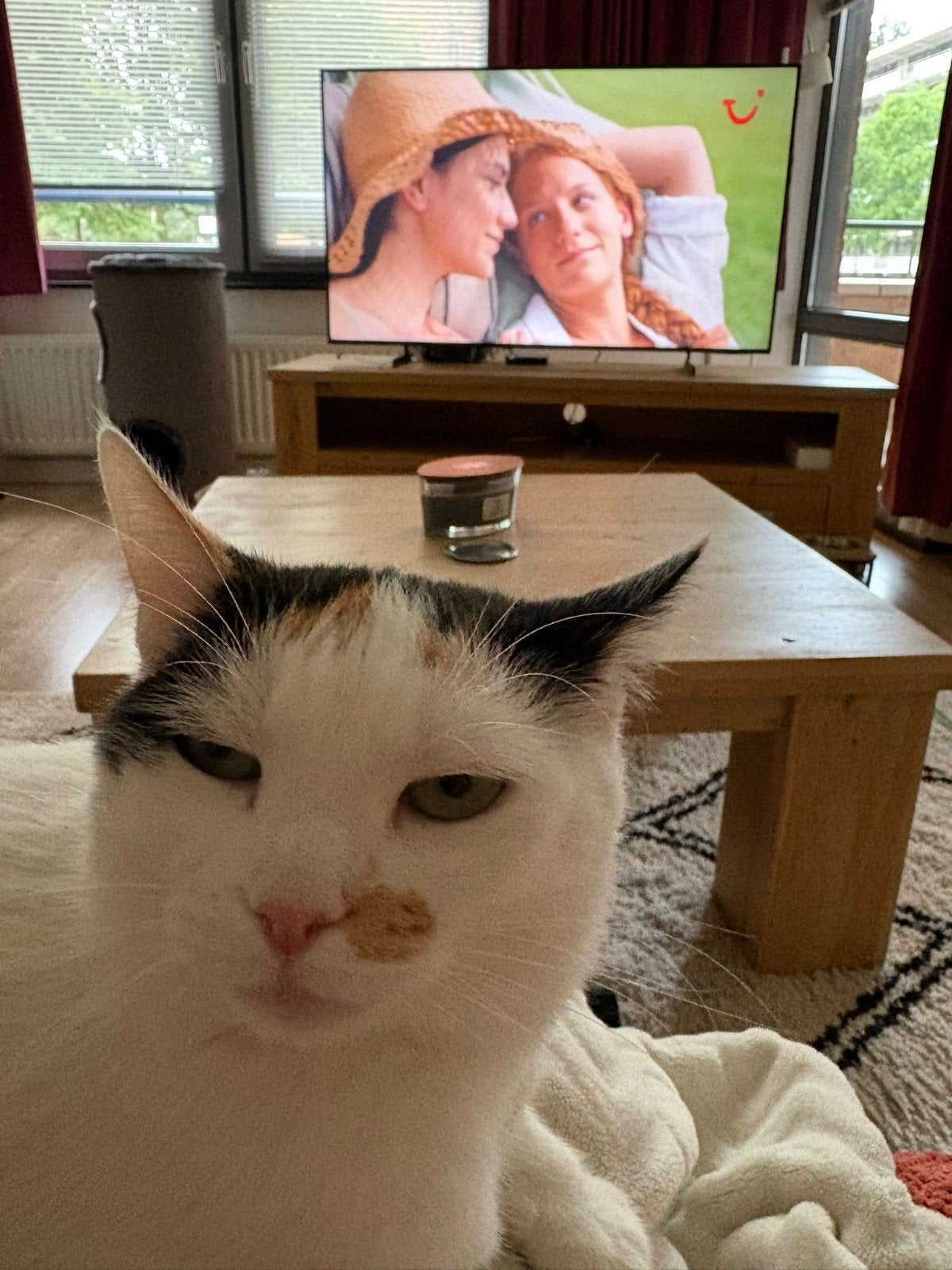 Mooi poes, Poes, Gechipt