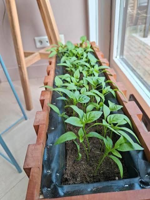 Paprika stekjes, Tuin en Terras, Planten | Tuinplanten, Ophalen, Volle zon