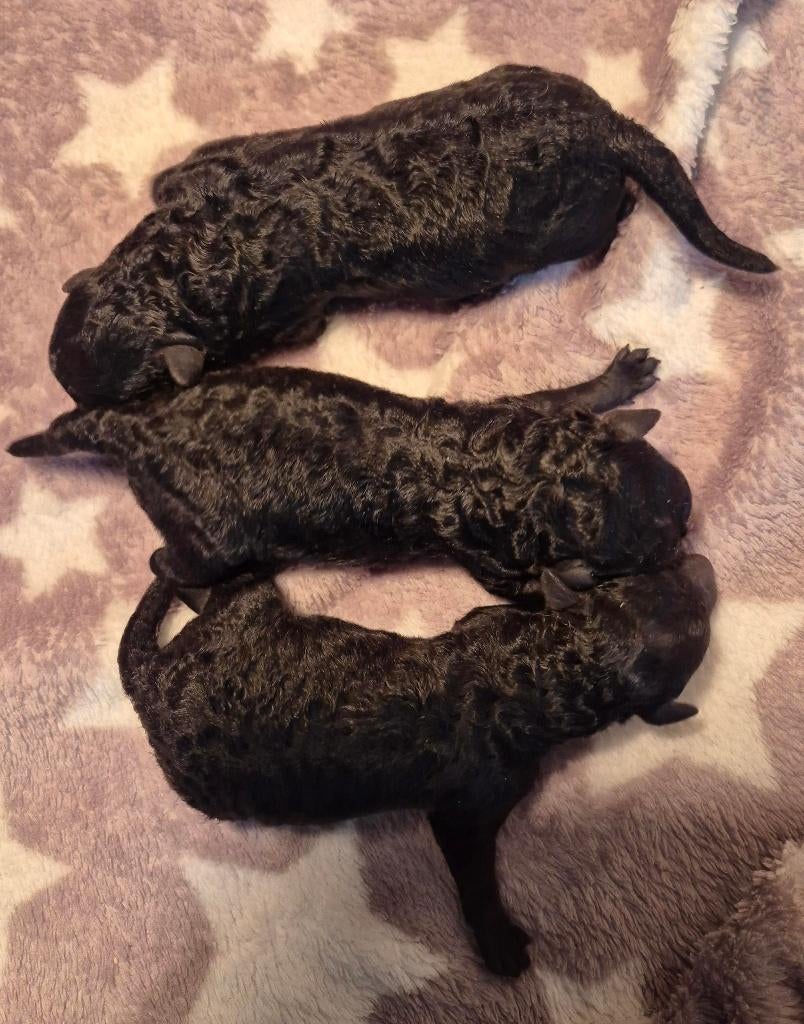 Mooie zwarte dwergpoedeltjes, Dieren en Toebehoren, Poedel, Parvo, 8 tot 15 weken, Meerdere