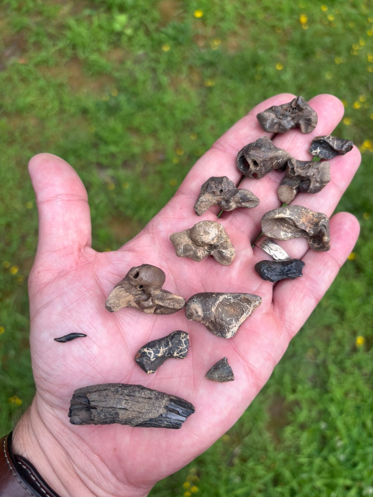 Setje fossiel zeezoogdiermateriaal uit Antwerpen (België), Ophalen of Verzenden, Fossiel