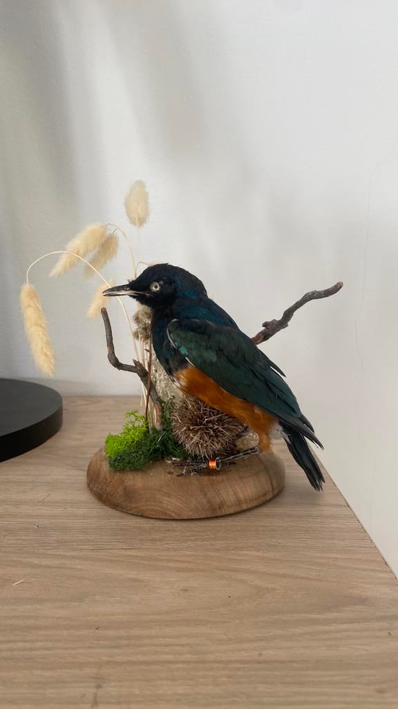 Opgezette vogel dieren taxidermie, Verzamelen, Ophalen of Verzenden, Zo goed als nieuw, Vogel, Opgezet dier