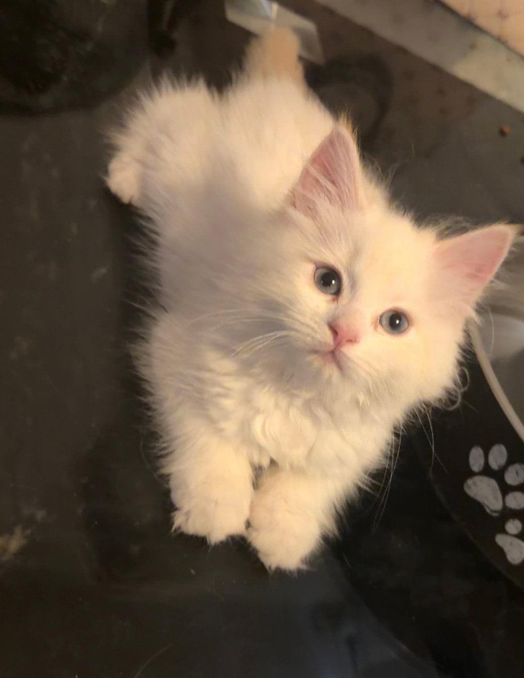 Prachtige poes met mooie blauwe ogen te koop!, Dieren en Toebehoren, Katten en Kittens | Raskatten | Langhaar, Poes, Ontwormd