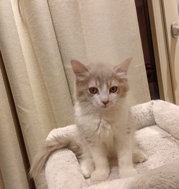 Lief sociaal Ragdoll katertje, Kater, Ontwormd, 0 tot 2 jaar
