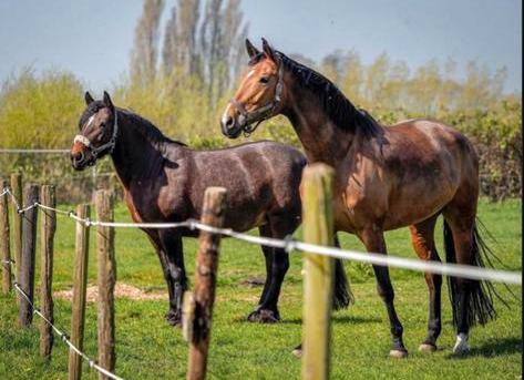 Verzorgers/bijrijders gezocht in Giessenburg 🐴, Dieren en Toebehoren, Paarden en Pony's | Overige Paardenspullen, Ophalen, Nieuw