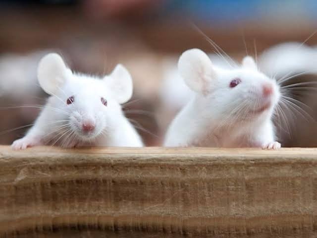 gezocht  witte/ of kleurmuizen omgeving oldenzaal enschede, Dieren en Toebehoren, Juli, Meerdere dieren, Muis