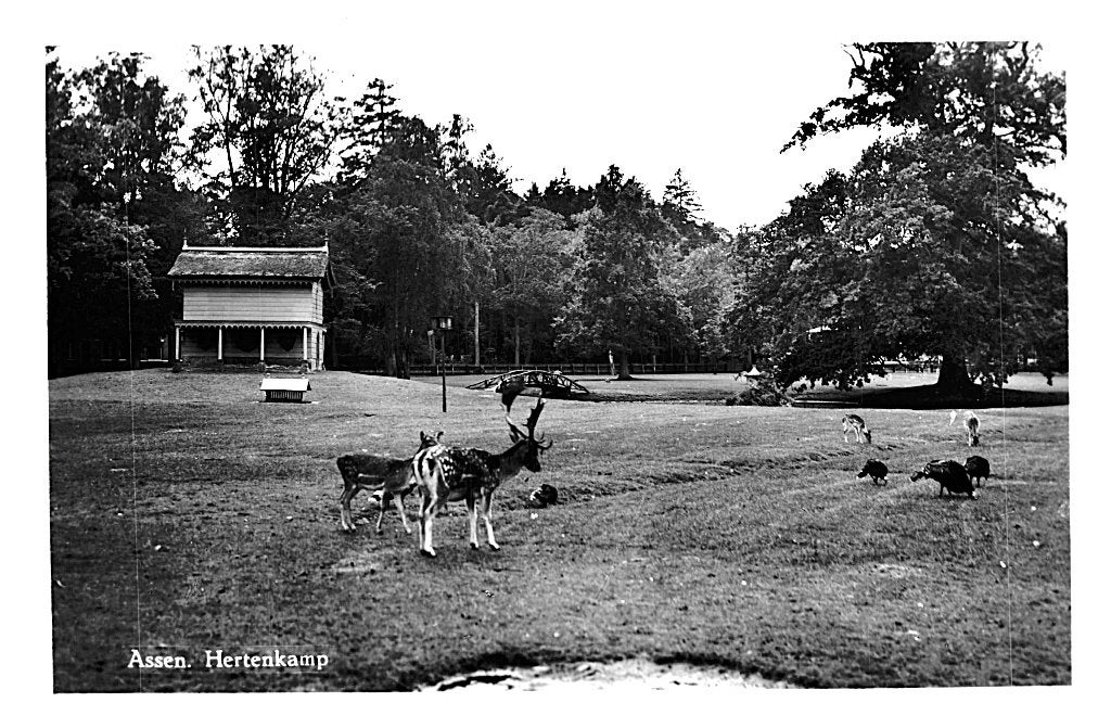 969328	Assen	1956 Hertenkamp	Niet gelopen, Verzamelen, Ophalen of Verzenden, 1940 tot 1960, Ongelopen, Drenthe