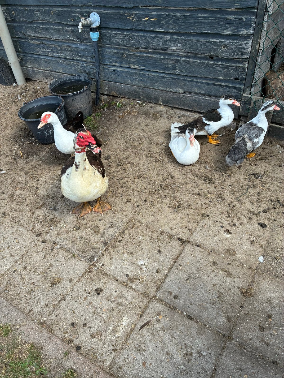 Te koop: 2 volwassen kaapse eenden en 3 jongen., Dieren en Toebehoren, Meerdere dieren