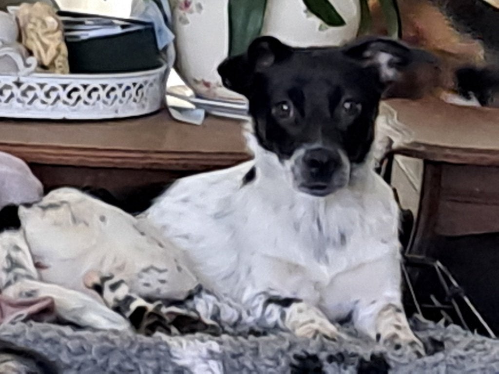 ZINA 1jr. 9mnd. zachtaardig/speels met honden/verlegen, Parvo, Handelaar, 1 tot 2 jaar, Buitenland