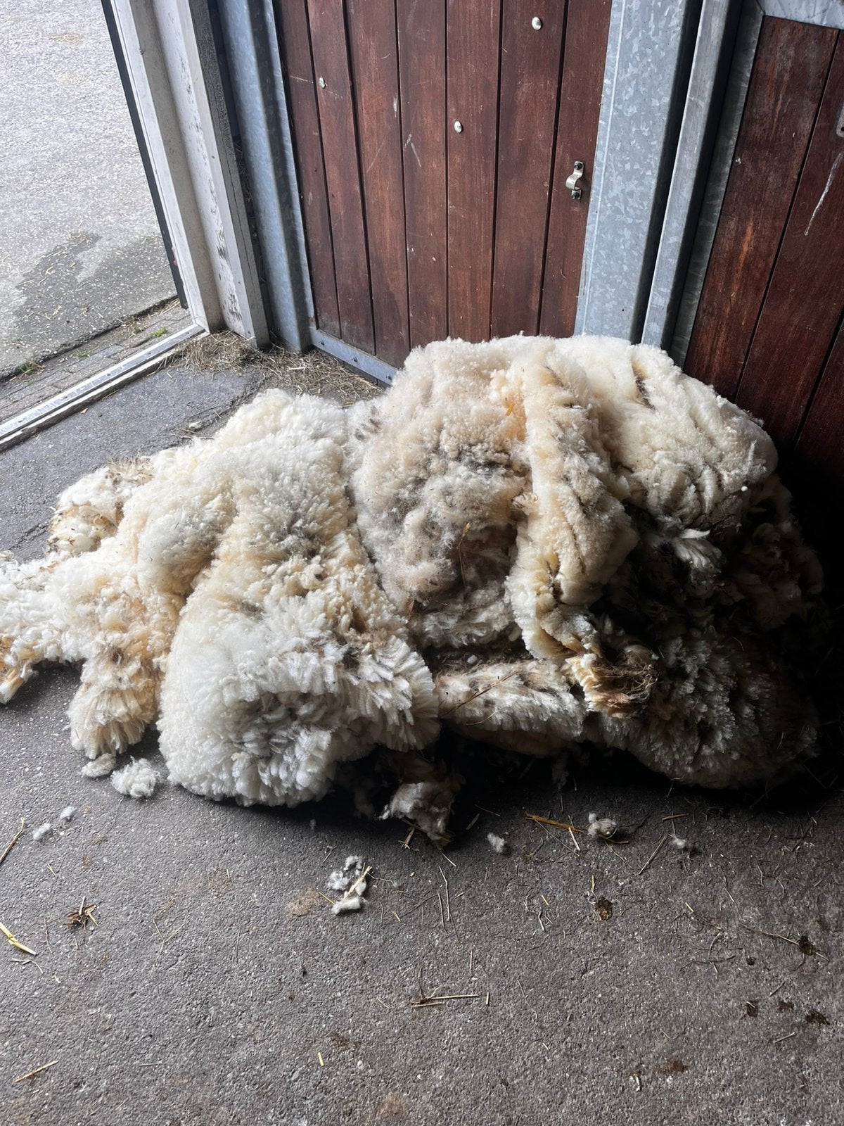 Schapen wol, Meerdere dieren, Schaap