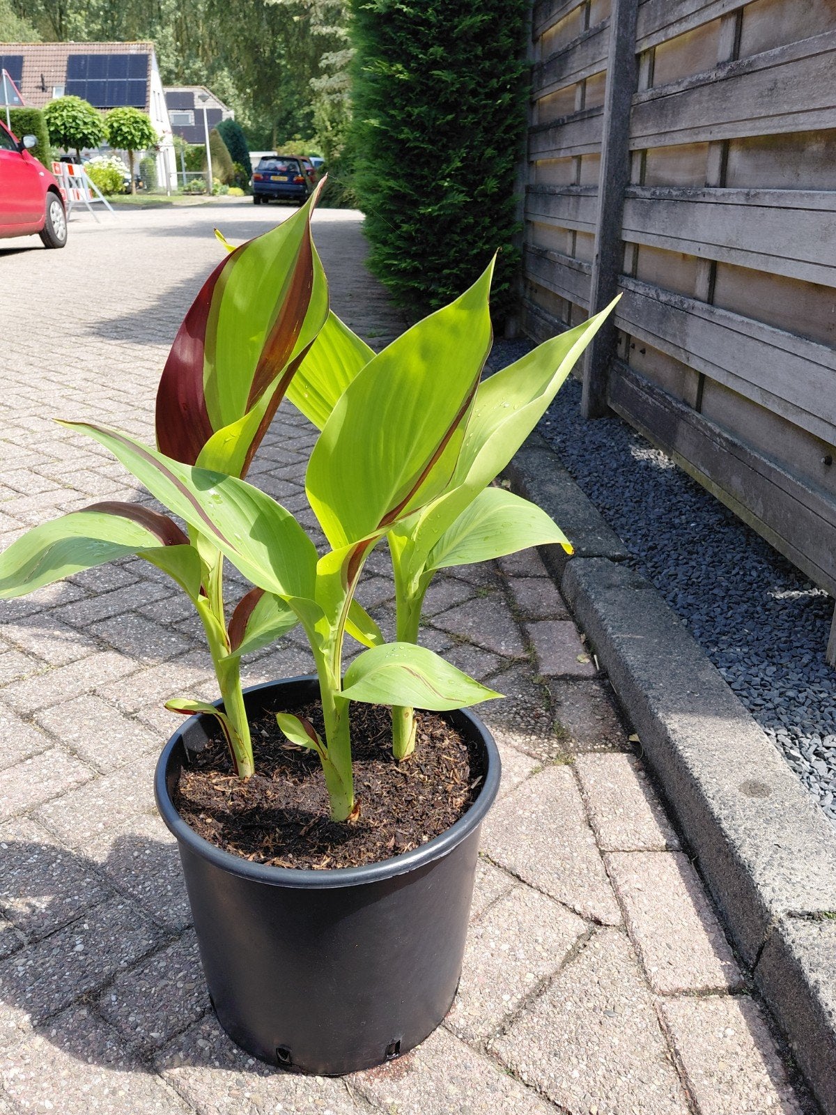 Canna planten., Ophalen, Overige soorten, Volle zon