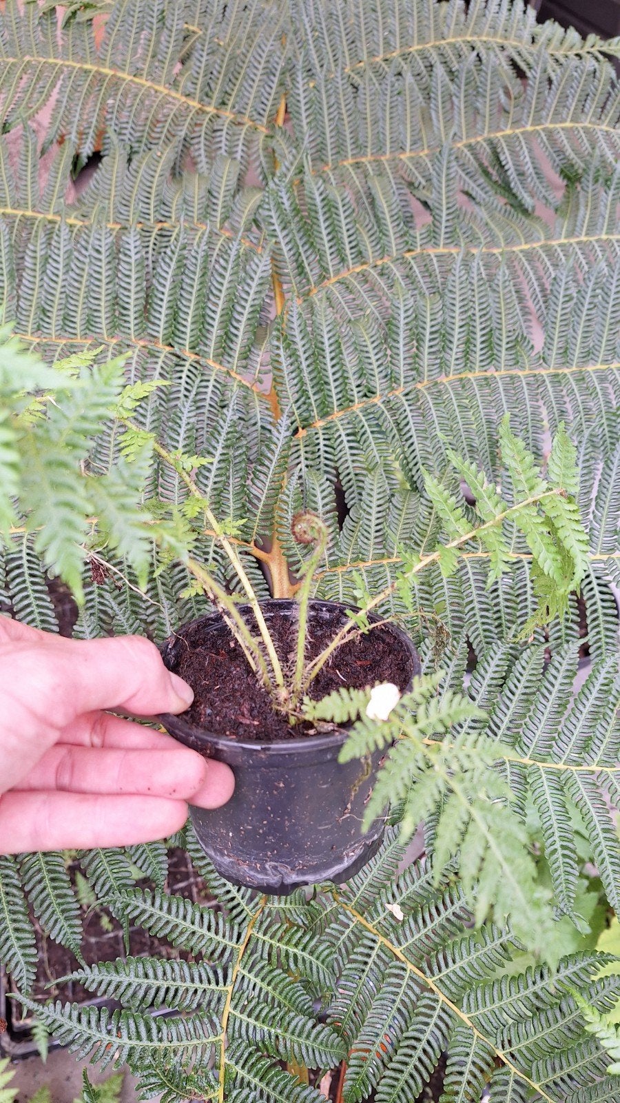 Tasmaanse boomvaren(s) (Dicksonia Antarctica), Ophalen of Verzenden, Eenjarig, Overige soorten, Volle zon