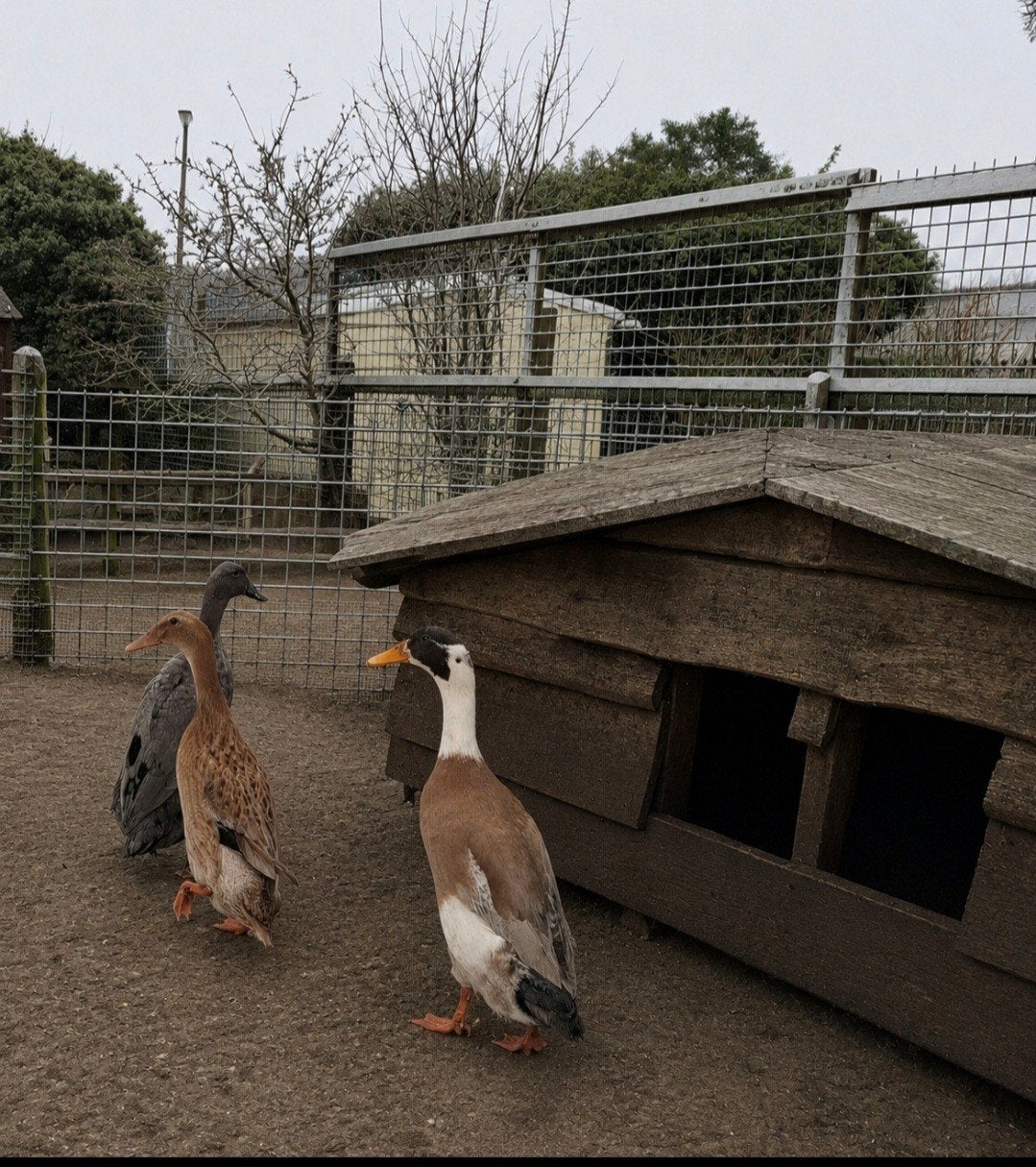 Broedeieren loopeenden, Dieren en Toebehoren, Geslacht onbekend