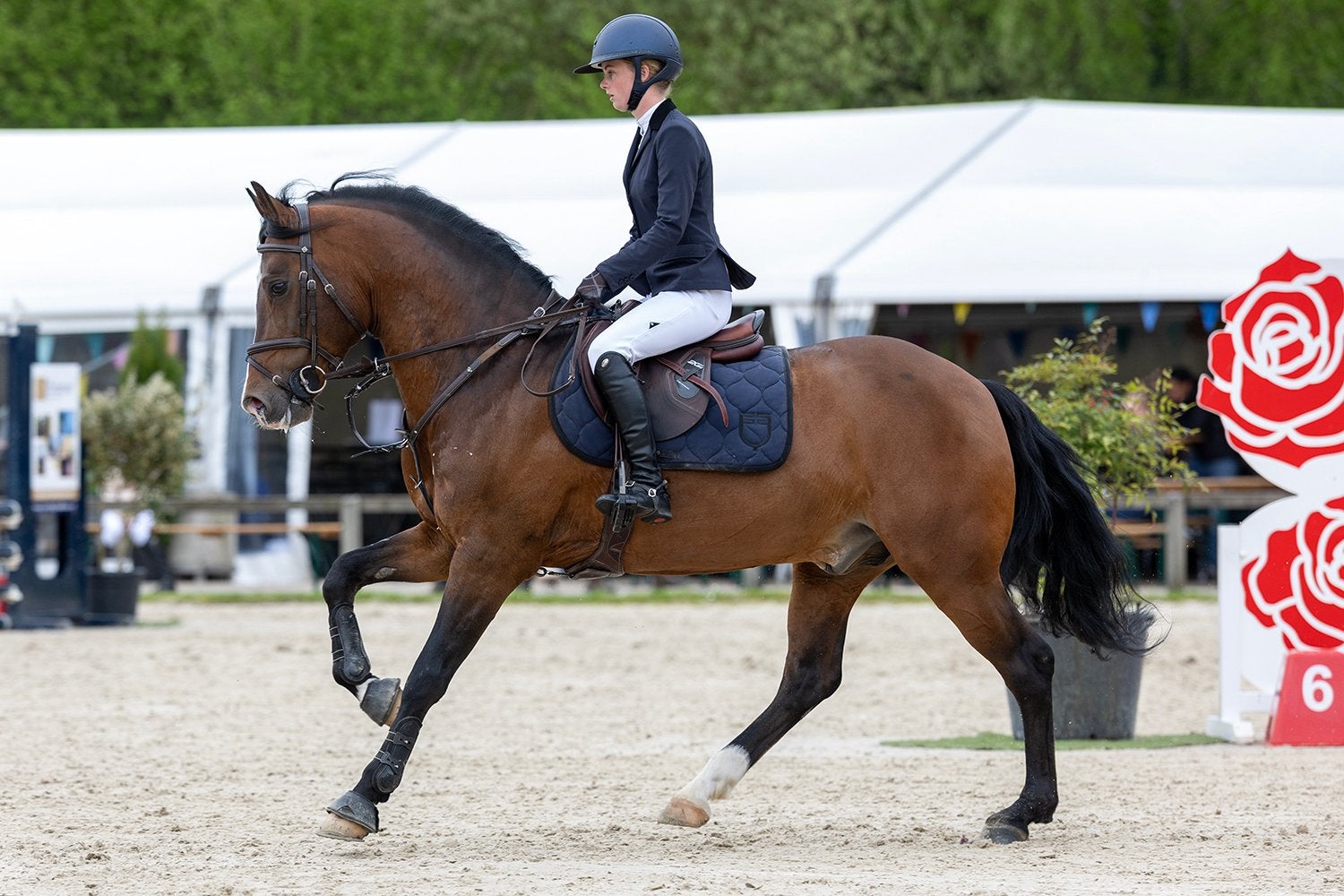 All round New Forest pony te koop, Met stamboom, Ruin, Springpony, L