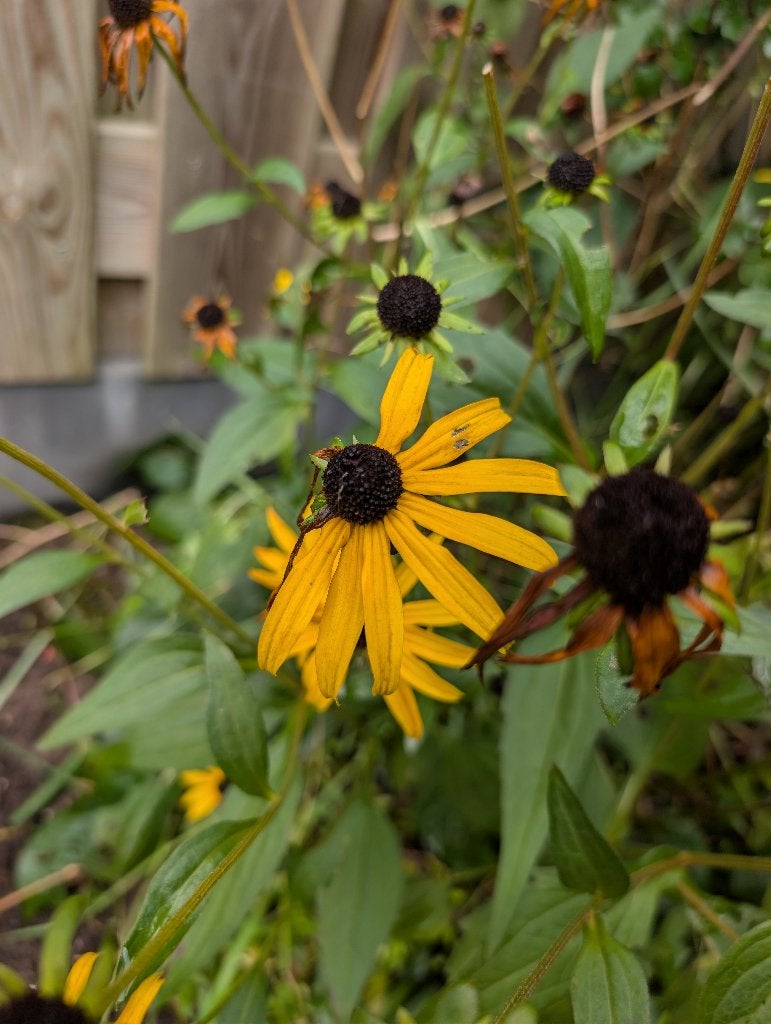 Rudbeckia goldsturm, Tuin en Terras, Ophalen, Vaste plant, Overige soorten, Volle zon
