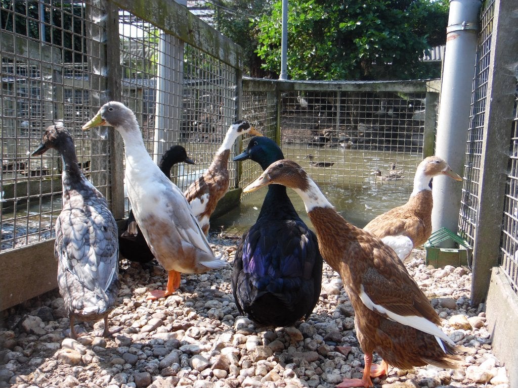 Indische loopeenden | Verschillende kleuren | Goed advies, Meerdere dieren, Eend