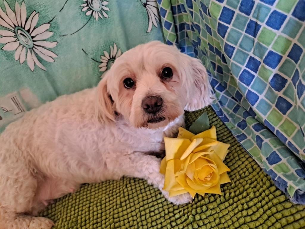 Jessica 6jr. Roemenië Bichon/erg lief en goed aan de riem, Dieren en Toebehoren, 6 jaar of ouder, Handelaar, Buitenland, Teef