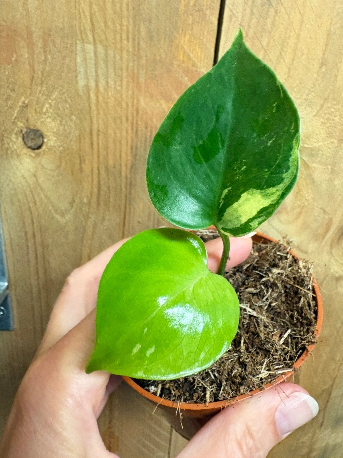 Monstera deliciosa variegata plant lemon lime mint aurea, Huis en Inrichting, Kamerplanten, Ophalen of Verzenden, Halfschaduw