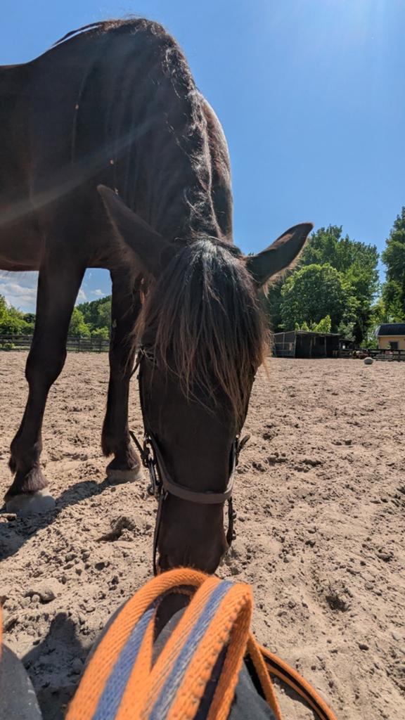 Opzoek naar Verzorg paard/pony., Ophalen