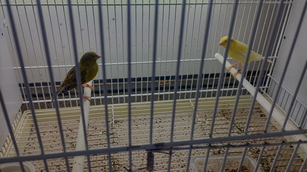 diverse kanaries poppen en mannen, Meerdere dieren, Kleurkanarie