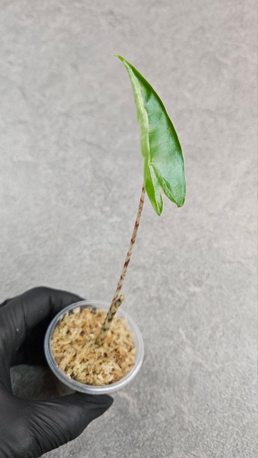 Alocasia Zebrina, Ophalen of Verzenden, Halfschaduw, Minder dan 100 cm