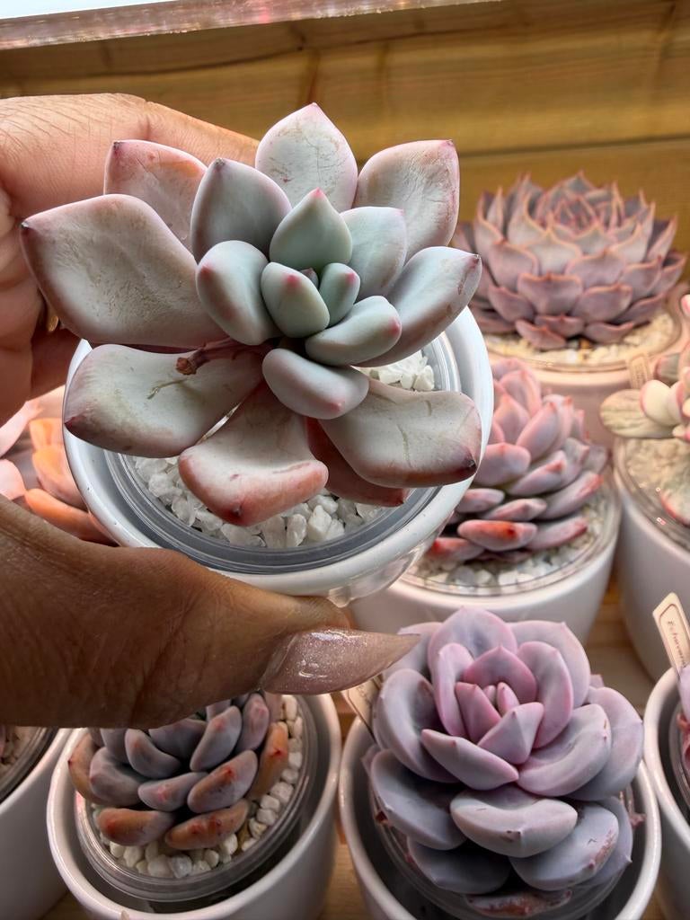 Pachyveria Convor - Unieke Succulent voor je Collectie, Verzenden, Halfschaduw, Minder dan 100 cm
