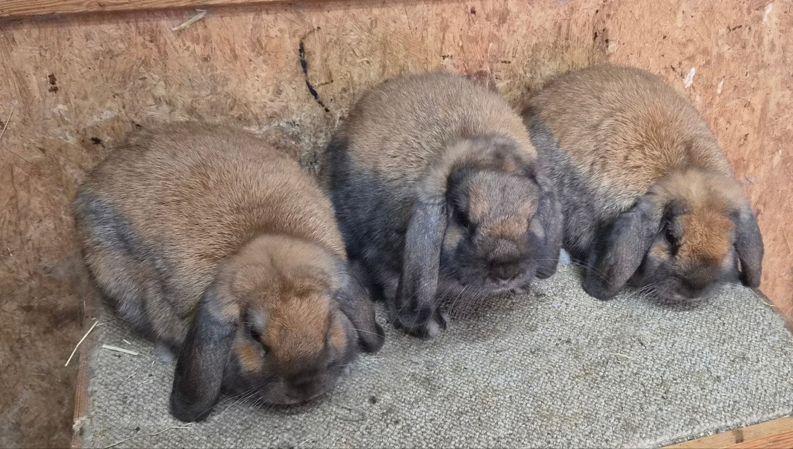 Nederlandse Hangoor Dwergen madagascar voedsters, Dieren en Toebehoren, Vrouwelijk, Groot, Hangoor, 0 tot 2 jaar