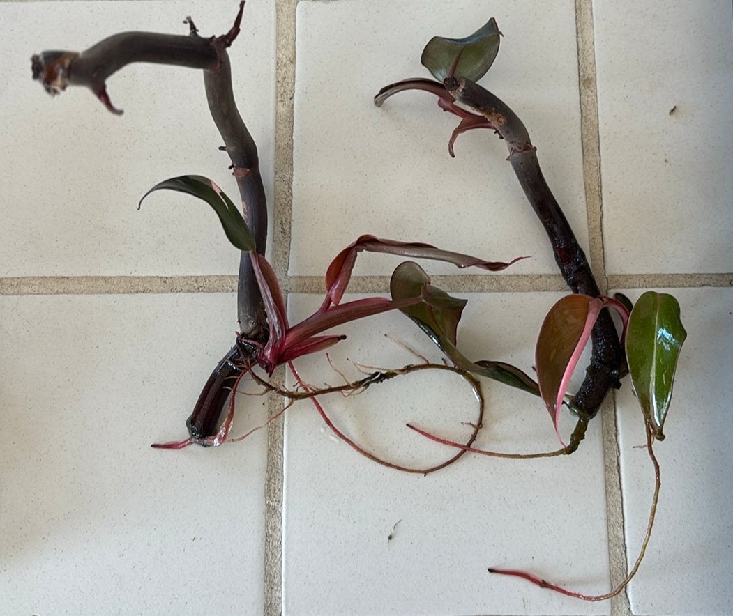 Philondendron pink prinses stek, Huis en Inrichting, Kamerplanten, Overige soorten, Minder dan 100 cm, Groene kamerplant, Halfschaduw