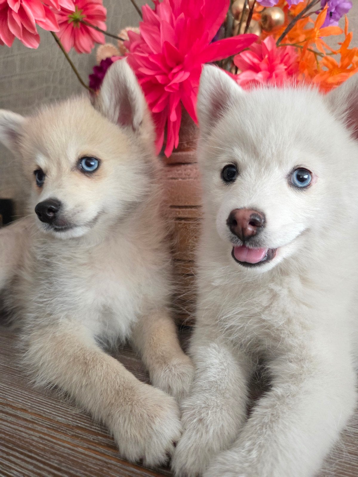 Pomeranian pups, Keeshond, 8 tot 15 weken, Teef, Meerdere
