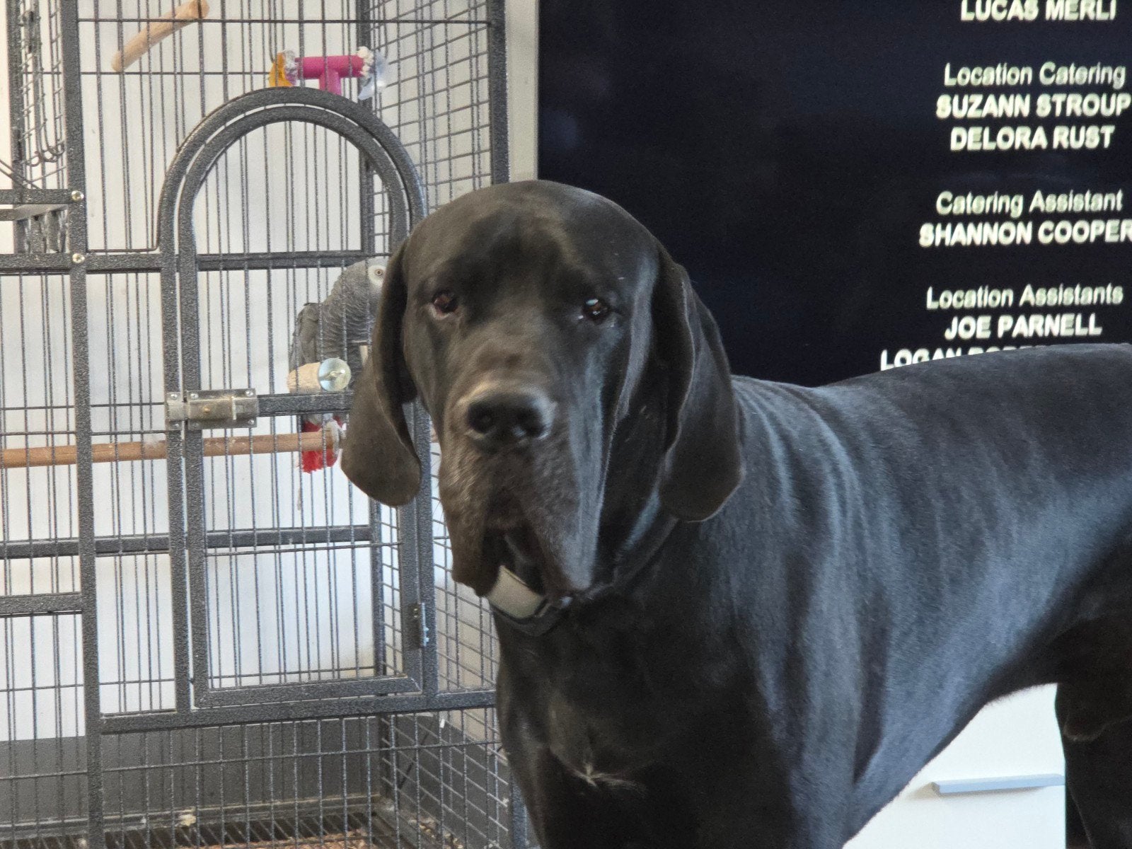 Duitse dog, 1 tot 2 jaar, Eén hond, Nederland, Particulier
