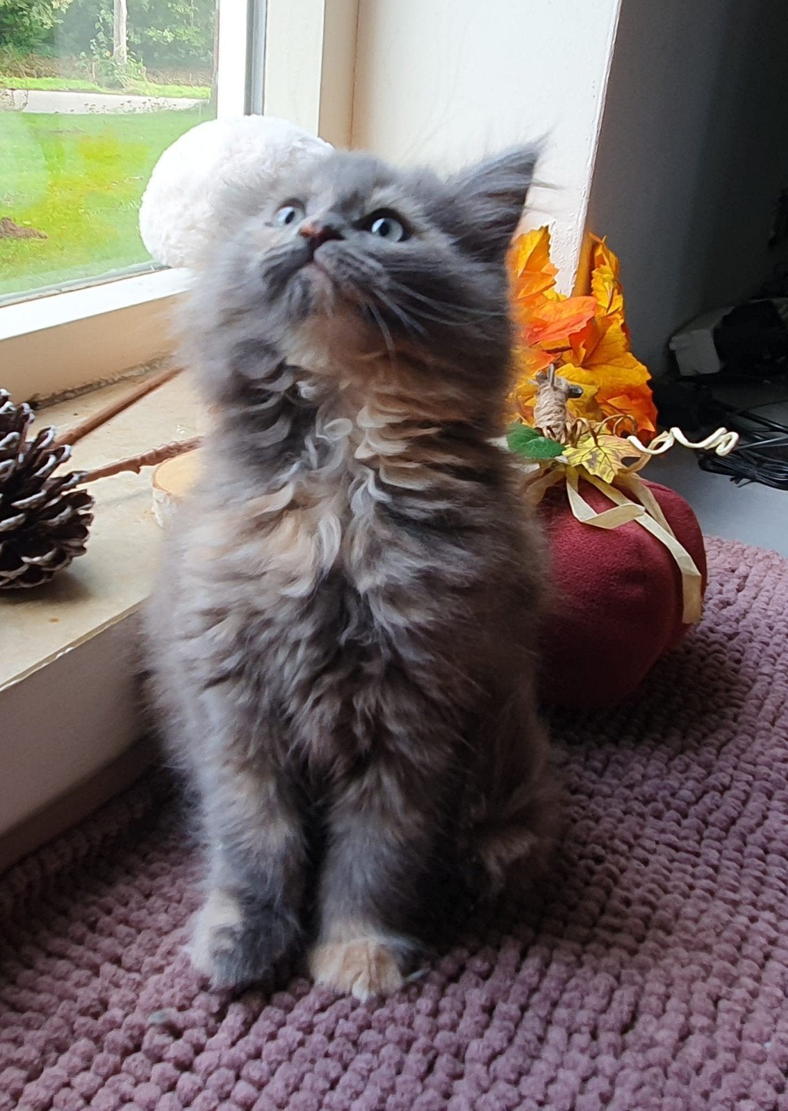 supermooie Maine Coon kittens, Dieren en Toebehoren, Meerdere dieren, Ontwormd, 0 tot 2 jaar