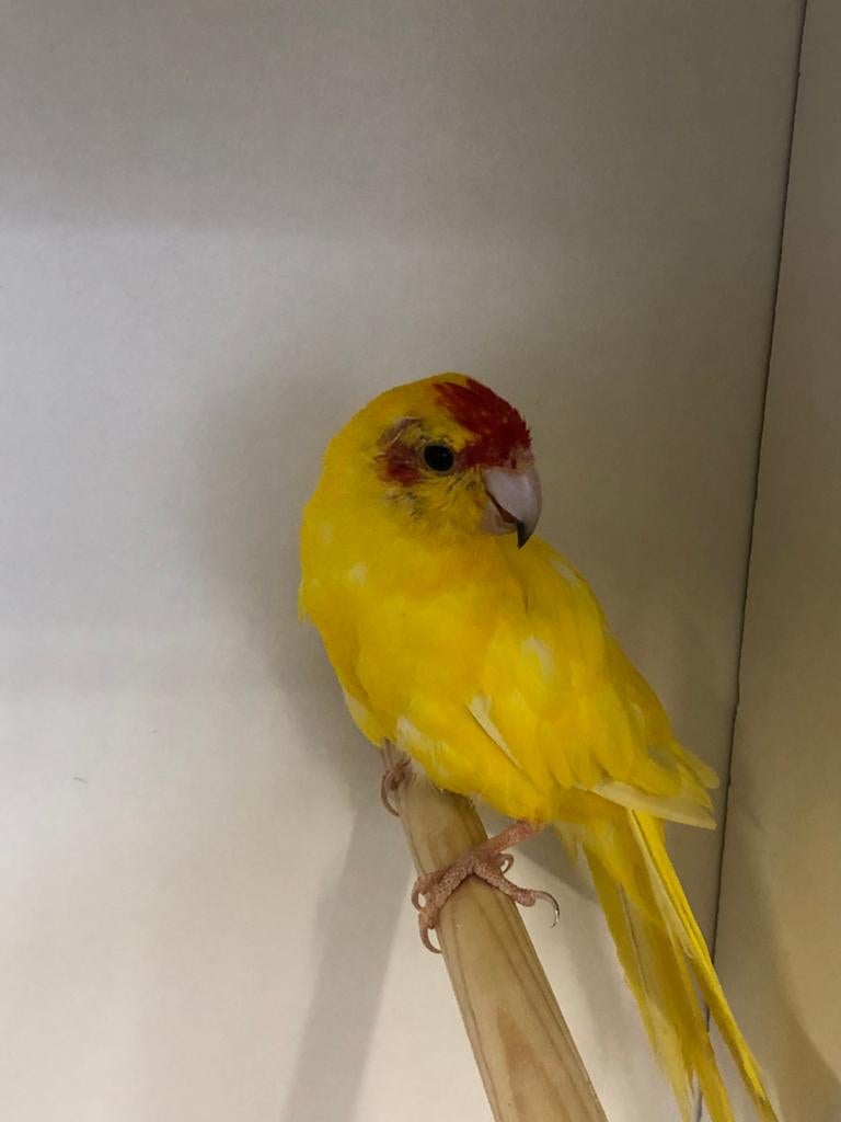 Kakariki man, Dieren en Toebehoren, Vogels | Parkieten en Papegaaien, Mannelijk, Parkiet