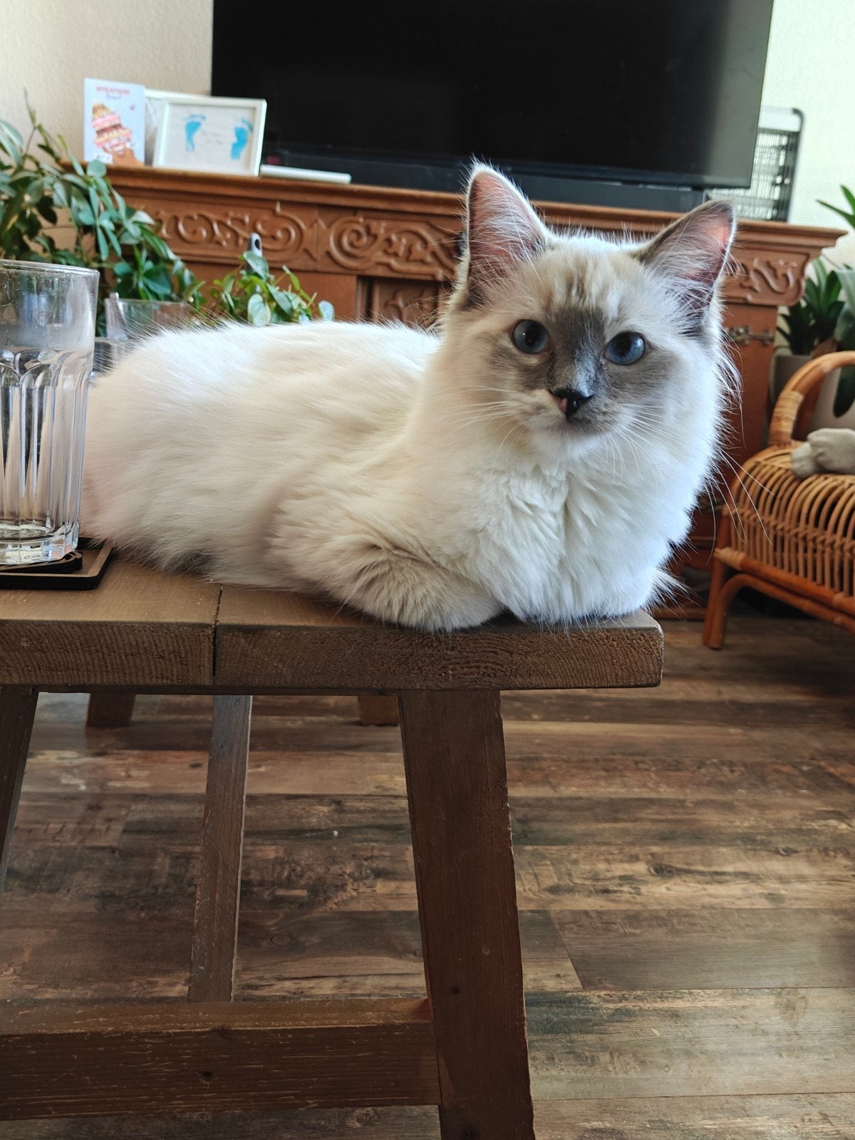 Ragdoll kitten tortie mitted, Dieren en Toebehoren, Poes, Ontwormd