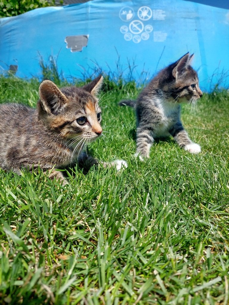 3 LIEVE KITTENS ZOEKEN NIEUW HUIS, Meerdere dieren, Kortharig, 0 tot 2 jaar