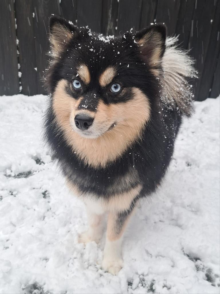 Pomsky, Dieren en Toebehoren, Honden | Poolhonden, Keeshonden en Oertypen, Teef, Poolhond, Eén hond, 3 tot 5 jaar