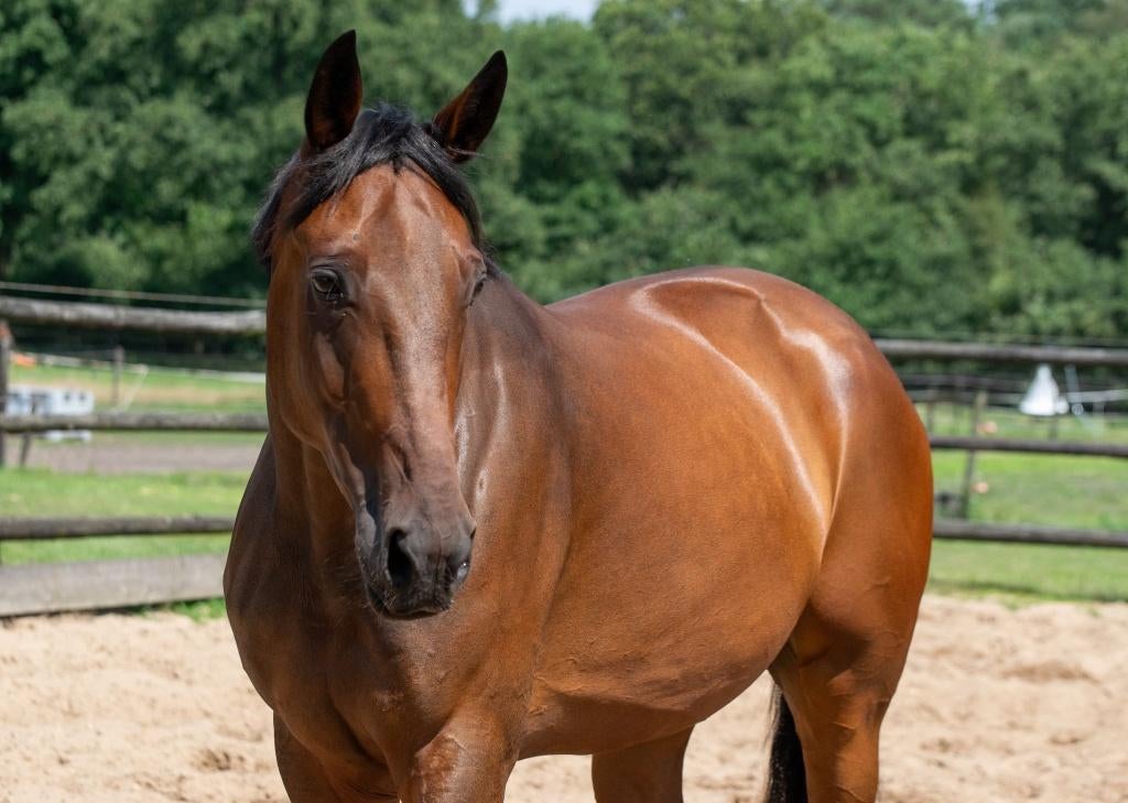 8 jr. all-round ruin, Ruin, 7 tot 10 jaar, Met stamboom, B