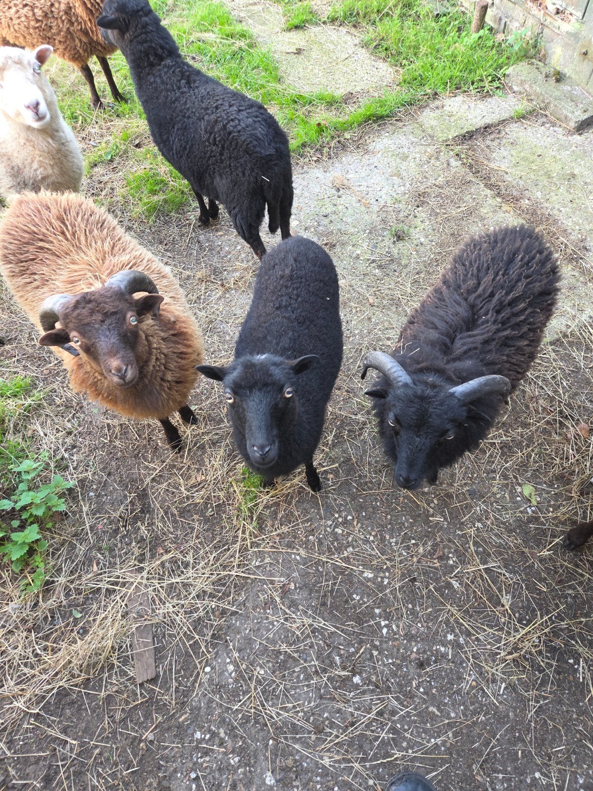 2 Ouessant rammetjes, Mannelijk, Schaap, 0 tot 2 jaar