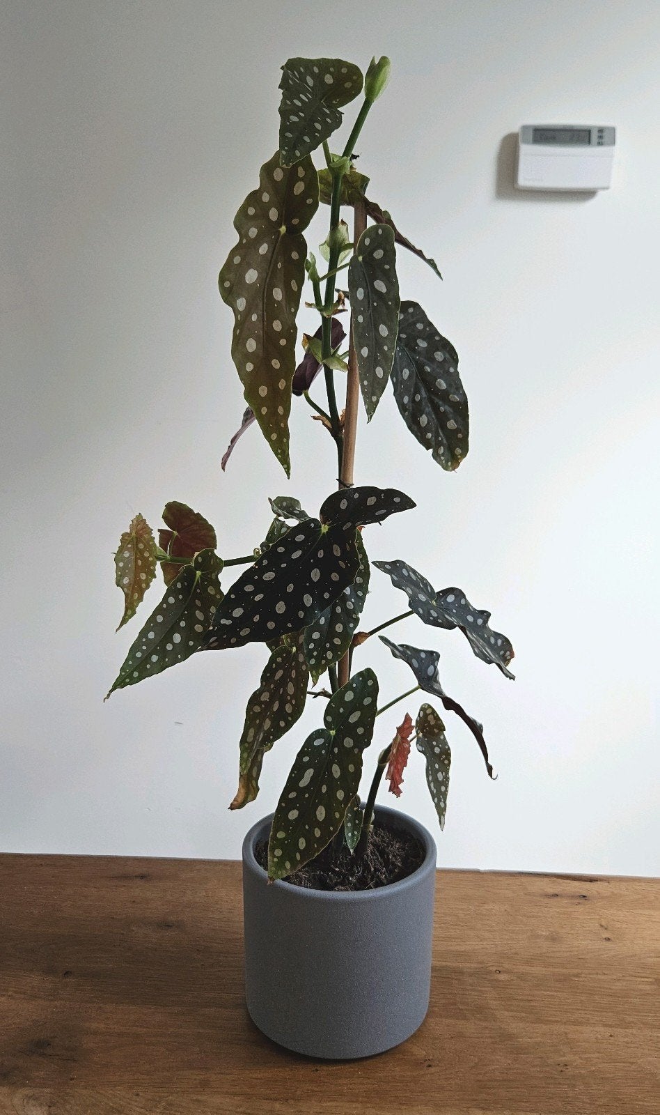 Kamerplant: stippenbegonia / stippenplant - 60 cm hoog, Ophalen, Overige soorten, Halfschaduw, In pot