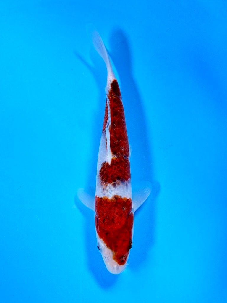 Japanse Koi – Marushi | Ai Goromo | Incl Certificaat, Karper of Koi