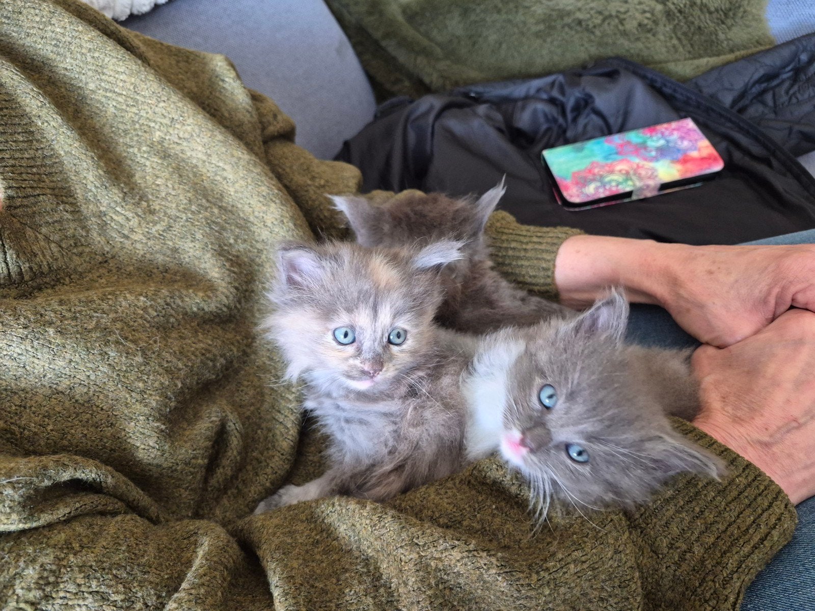Kittens kruising ragdoll x maine coon, Meerdere dieren, Ontwormd, 0 tot 2 jaar