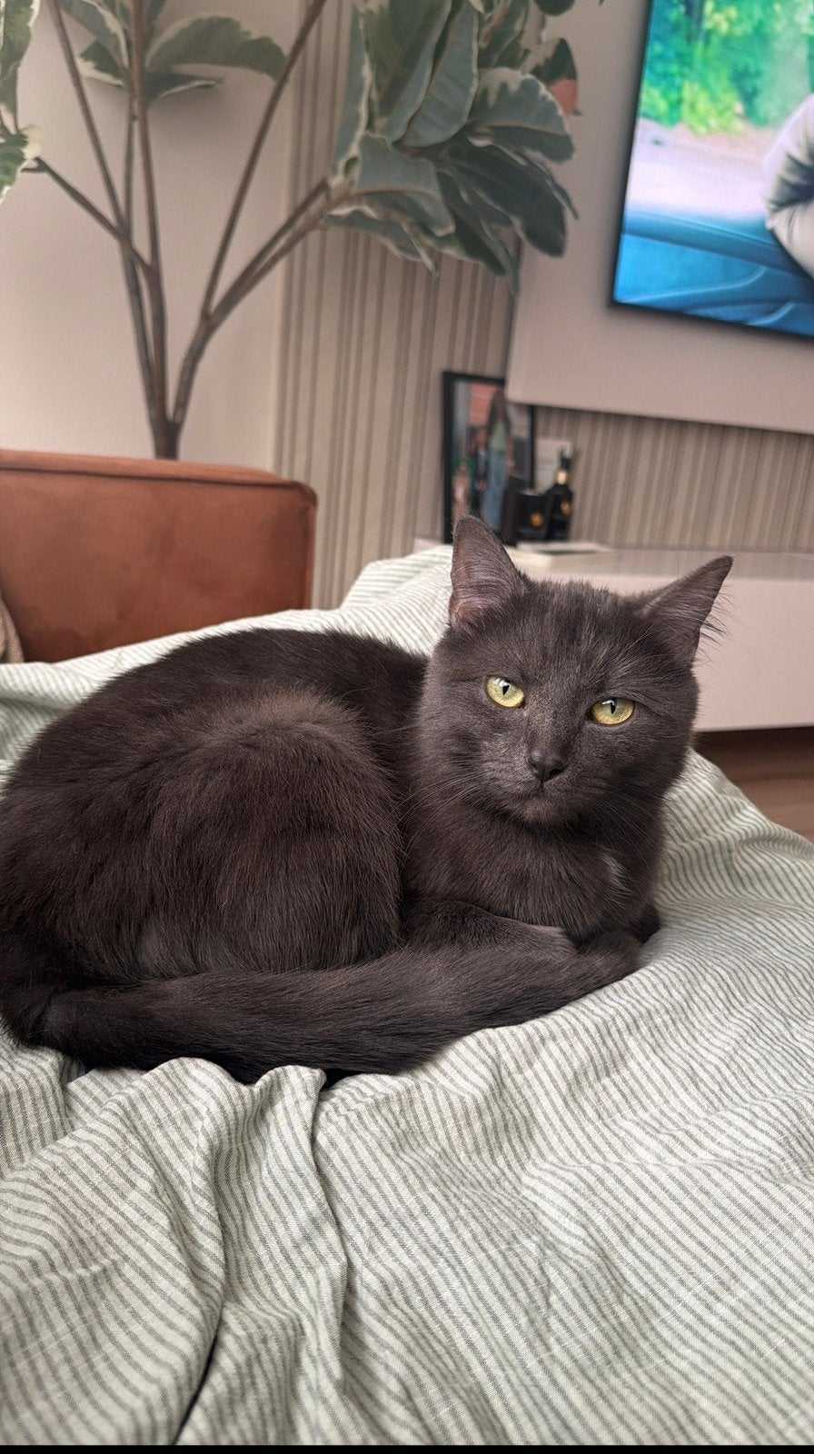 Mooie grijze Noorse Boskat-mix poes–gechipt en gevaccineerd, Poes