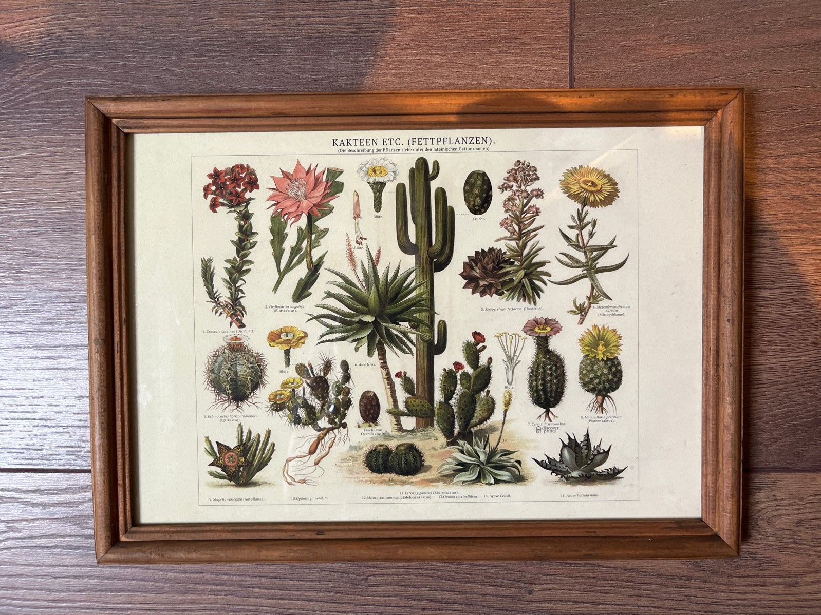 Vintage Botanische Print: Cactussen en Vetplanten, Minder dan 50 cm, Ophalen of Verzenden, 5 – 50, Print
