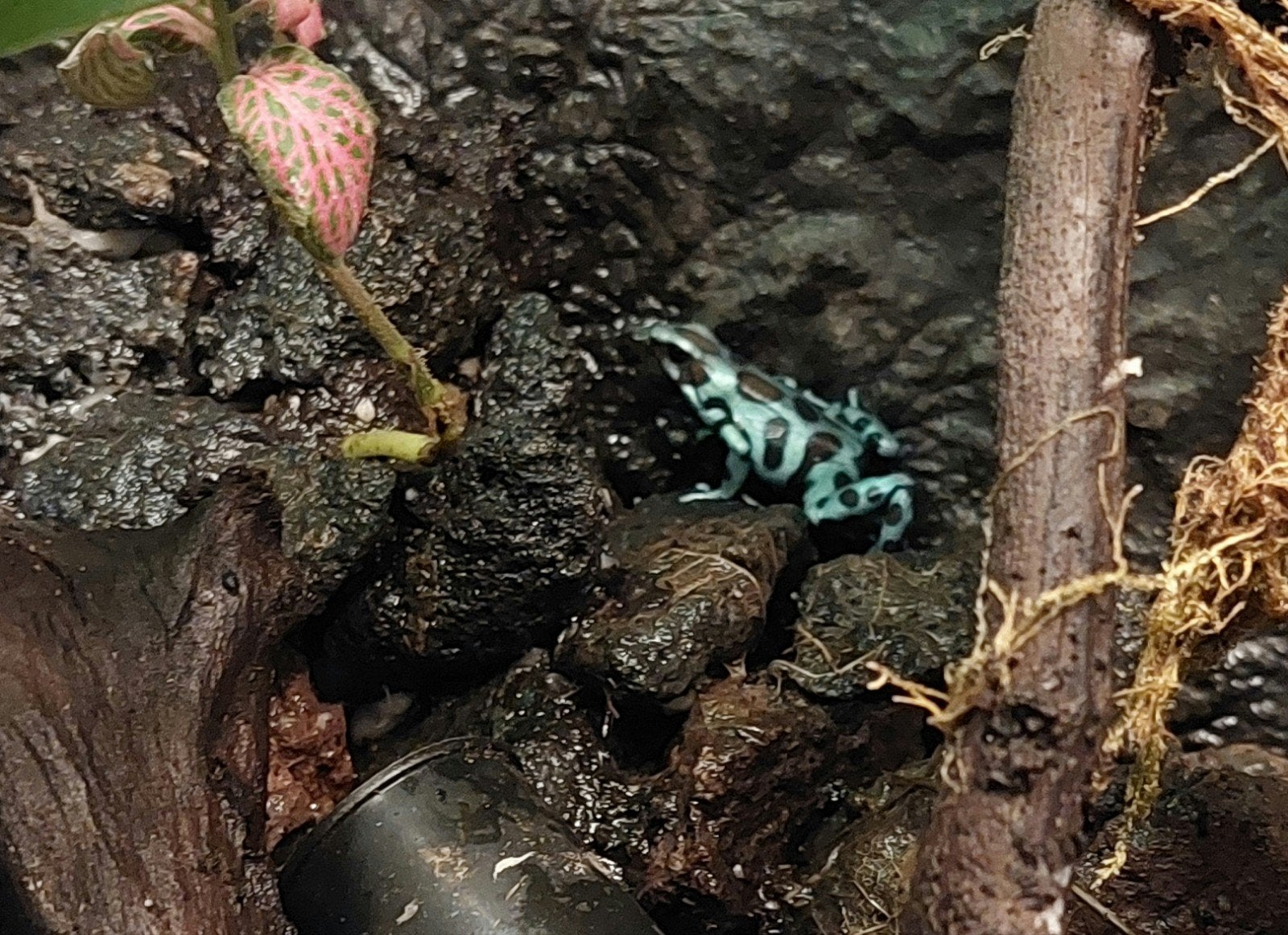 Vrouwtje Dendrobates auratus (El cope) Frog photo 4