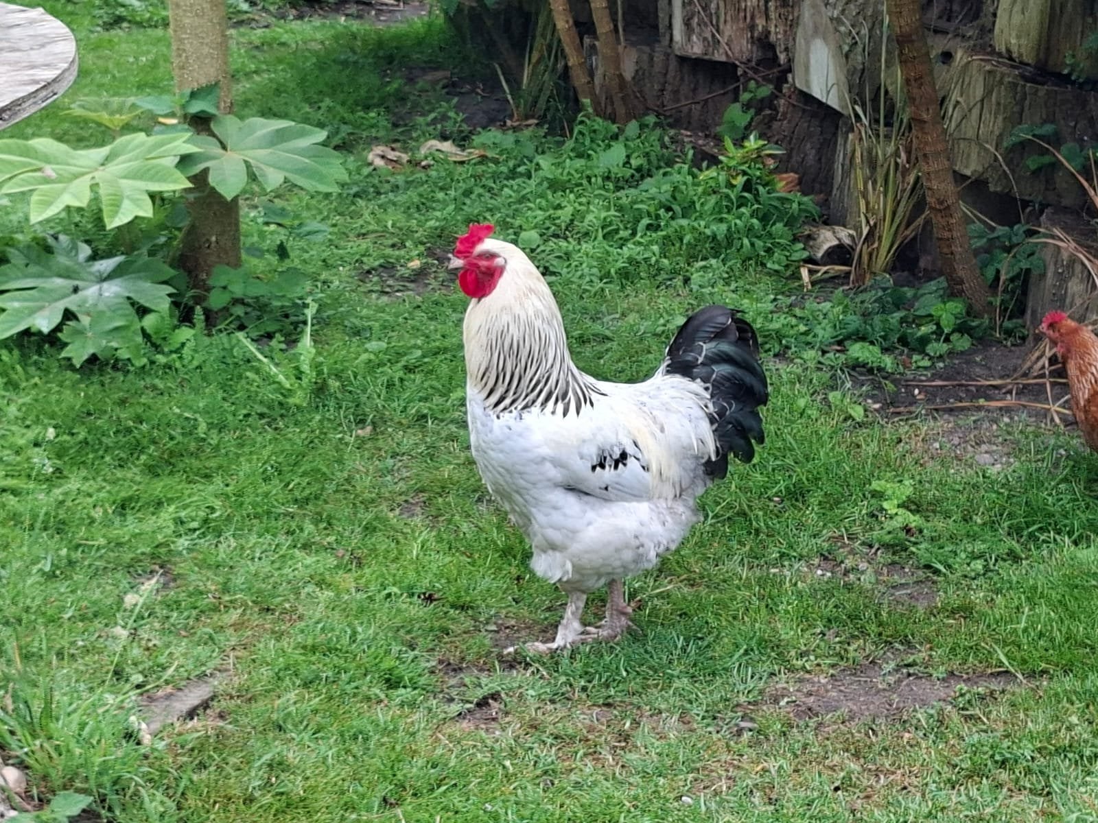 Gratis haan, Dieren en Toebehoren, Mannelijk, Kip