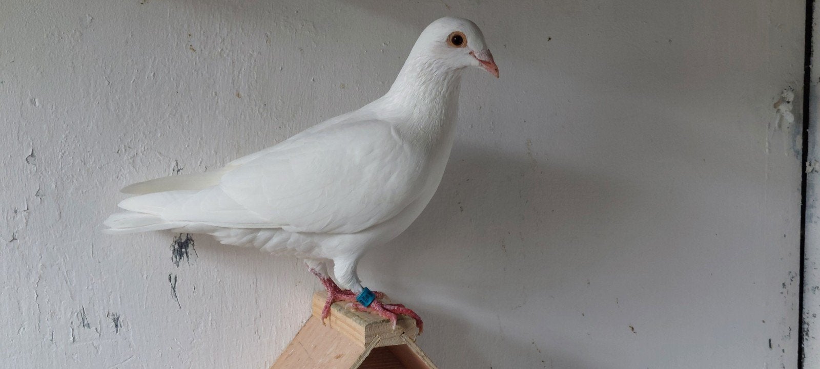 t.k. jonge witte postduiven NPO geringd 2025, Dieren en Toebehoren, Vogels | Duiven, Meerdere dieren, Postduif