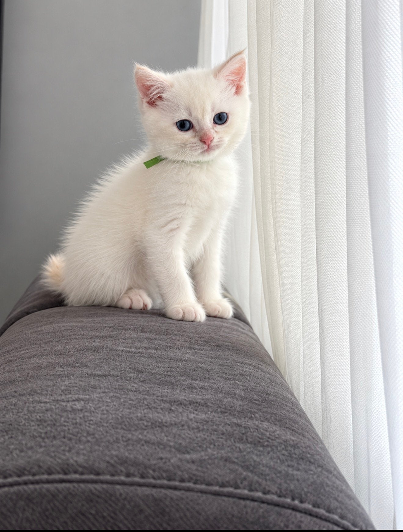 PRACHTIGE KITTENS MET BETOVERENDE BLAUWE OGEN!, Meerdere dieren, Ontwormd