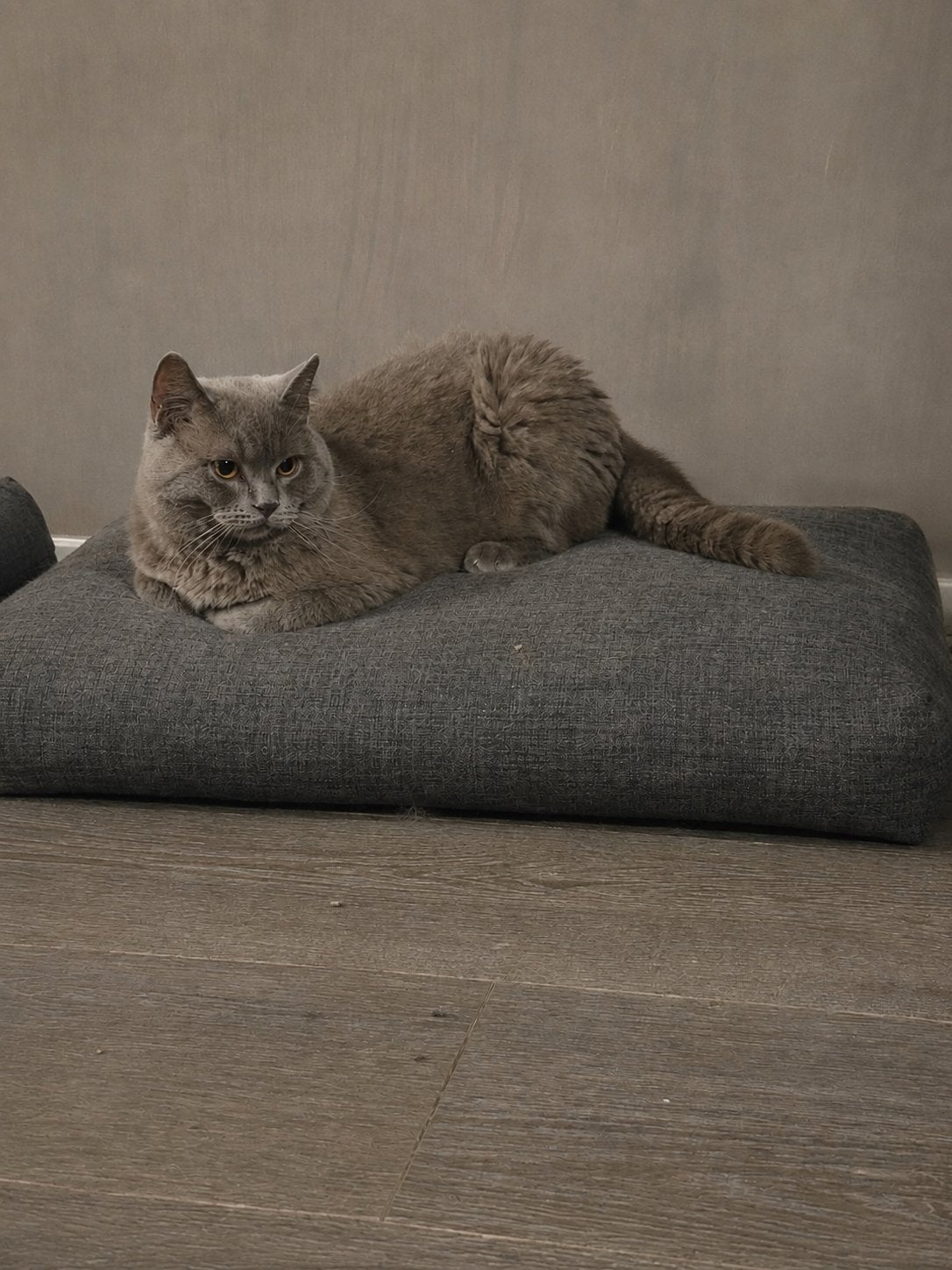 Lieve grijze Britse Korthaar kater - 15 maanden, Dieren en Toebehoren, Katten en Kittens | Raskatten | Korthaar, Kater, Ontwormd