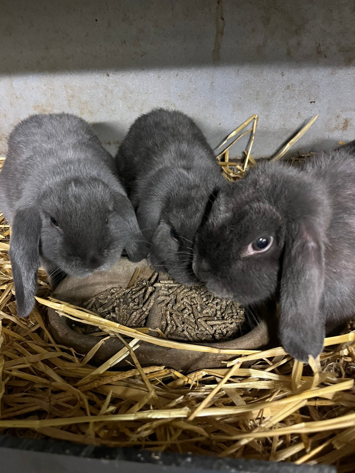 Hangoor Dwerg Blauw Lief bij kinderen, Dieren en Toebehoren, Konijnen, Mannelijk, Dwerg, Hangoor