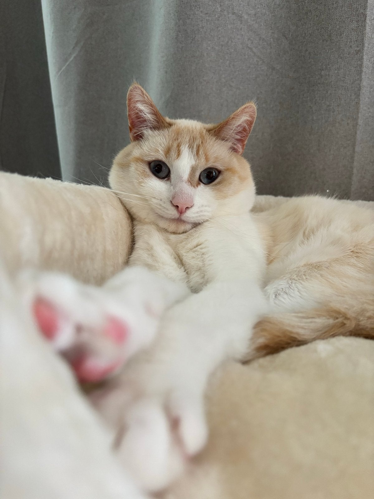 Siamees Creme Wit point Dekkater - open voor dekking, 0 tot 2 jaar