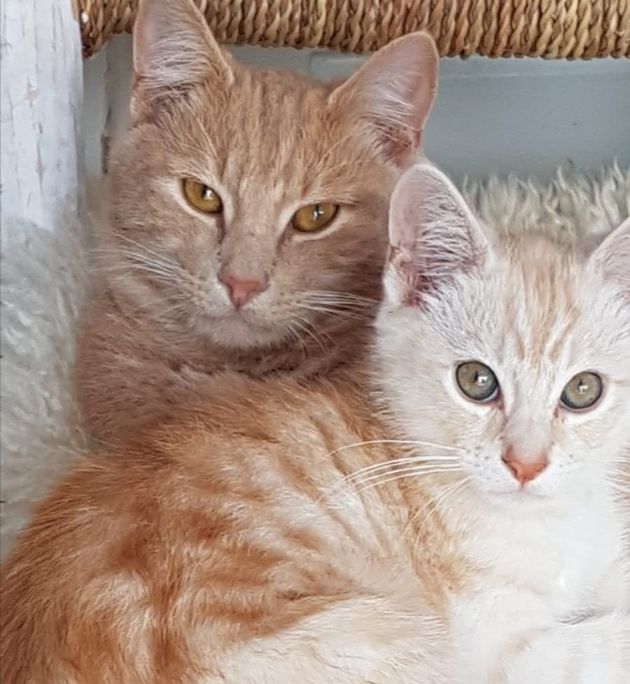 Halfbroertjes halve Main Coons zoeken liefdevol huisje♡, Dieren en Toebehoren, Kater, Gechipt, 3 tot 5 jaar