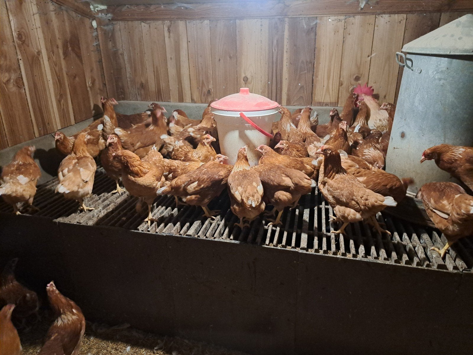te koop Jonge leghennen, Dieren en Toebehoren
